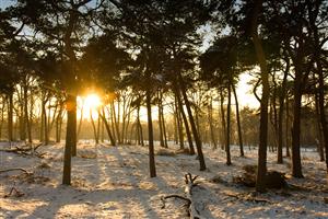 Hoog Veluwe Zonsondergang