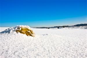 Sneeuw op de Hoge Veluwe