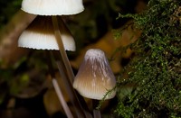 paddestoelen, Natuurgebied Loetbos, Natuurgebied Loetbos