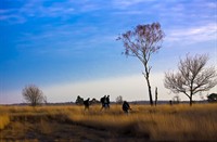 Hollandgroen fotograven op pad in het beekdal van de rul, Strabrechtseheide, Strabrechtseheide