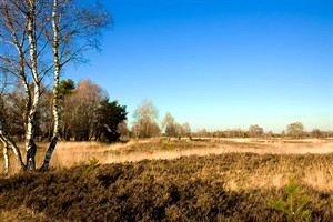 landschap