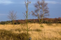 Na lange wandeltocht, is er een uitrust plaats, Strabrechtseheide, Strabrechtseheide