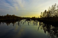 landschap, Bargerveen, Bargerveen