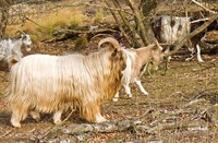 landgeit, Bargerveen, Bargerveen