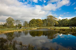 landschap