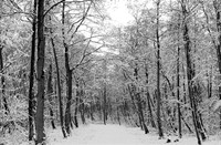 sneeuw, Natuurgebied Loetbos, Natuurgebied Loetbos