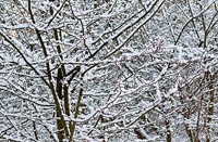 winter, Natuurgebied Loetbos, Natuurgebied Loetbos