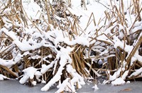 sneeuw, Natuurgebied Loetbos, Natuurgebied Loetbos