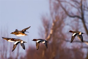 door sneeuw en gevroren kanalen zoeken de eenden zwemplassen