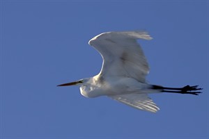 Reiger