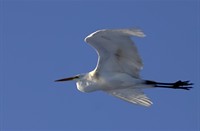 Reiger, Boezems Kinderdijk, Boezems Kinderdijk