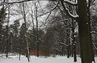 landschap, Kaapse Bossen, Kaapse Bossen