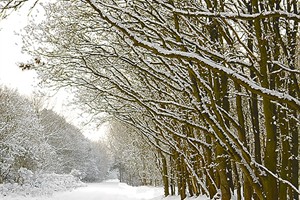 landschap - winter