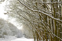 landschap - winter, Amterdamse Waterleidingduinen, Amterdamse Waterleidingduinen