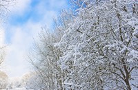 Landschap - winter, Amterdamse Waterleidingduinen, Amterdamse Waterleidingduinen