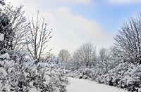 landschap - winter, Amterdamse Waterleidingduinen, Amterdamse Waterleidingduinen