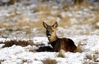 Hinde, Amterdamse Waterleidingduinen, Amterdamse Waterleidingduinen