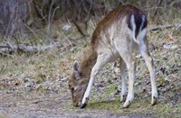 Ree, Amterdamse Waterleidingduinen, Amterdamse Waterleidingduinen