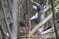 ree, Amterdamse Waterleidingduinen, Amterdamse Waterleidingduinen