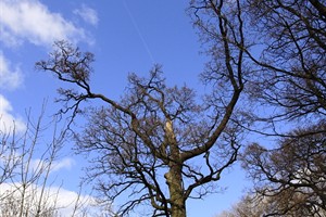 Oude bomen in het cultuurlandschap van Mariënwaerdt