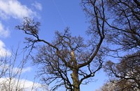 Oude bomen in het cultuurlandschap van Mariënwaerdt, Landgoed Mariënwaerdt