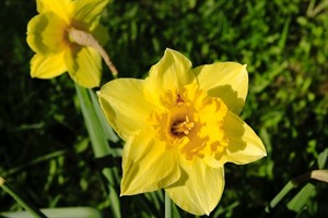 Narcissen in Landgoed Mariënwaerdt