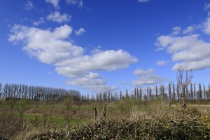 Schapen wolken