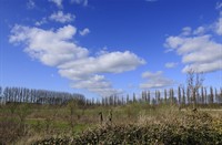 Schapen wolken, Nationaal Park De Biesbosch