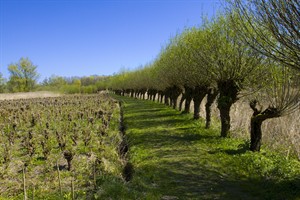 Knotwilgen flaneren langs de wandelroutes