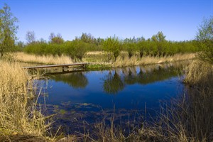 Wilgentuin in Nationaal Park De Biesbosch