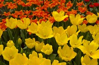 Tulpen maken Lisse weer Hollands mooi