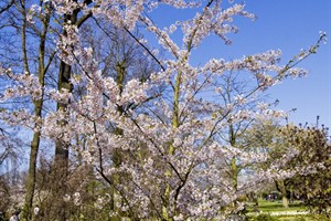 Bloesems beginnen op te komen