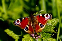 Dagpauwogen zijn weer aan het fladderen, Nationaal Park De Biesbosch, Atalanta