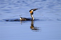 Lekker hapje van een fuut, Nationaal Park De Biesbosch, Fuut