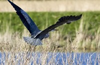 De blauwe reiger (Ardea cinerea)