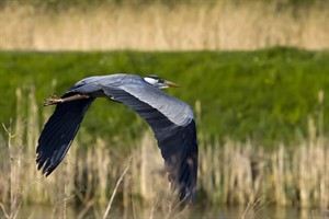 De blauwe reiger (Ardea cinerea)