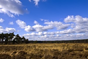 Goudgele oase van Deelerwoud