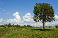 Her der staan bomen langs de kreken