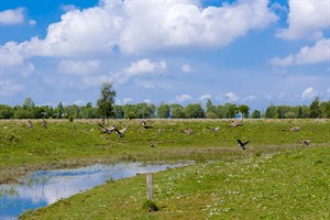 Oase van rust in de Dintelse Gorzen