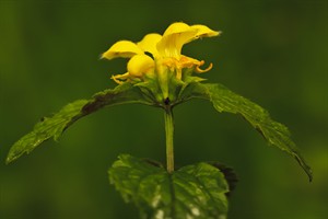 Bloemen steken de kop op.