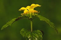 Bloemen steken de kop op.