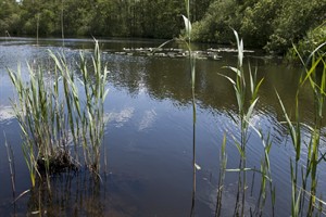 Naardermeer