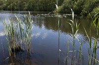 Naardermeer, Naardermeer