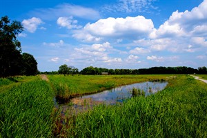 Uitzicht op de grazige weide