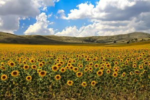 zonnebloemen