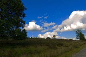 landschap