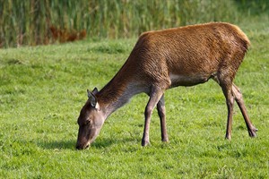 Hinde in de Oostvaardersplassen