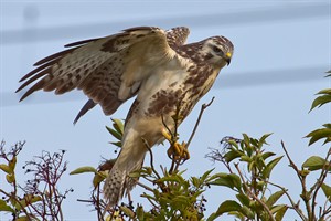 Buizerd