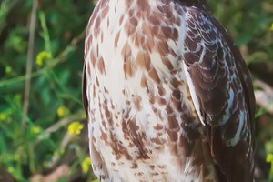 Buizerd