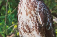 Buizerd, Oostvaardersplassen, Oostvaardersplassen